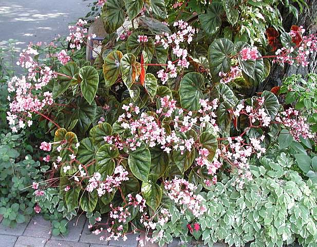 B. ‘Thurstonii’